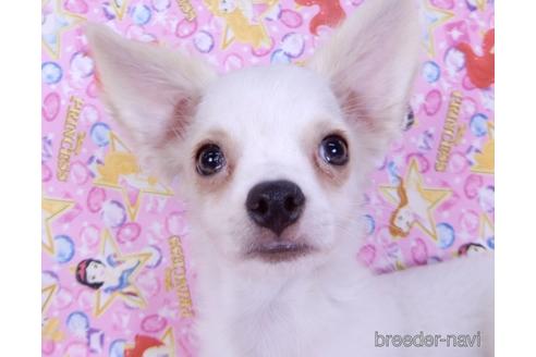 成約済の千葉県のチワワ(ロングコート)-148822の4枚目